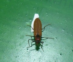 Denticollis linearis