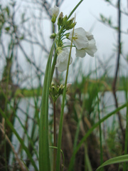 Cardamine dentata