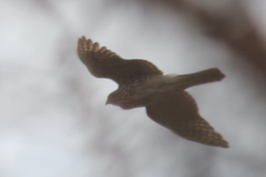 Accipiter cooperii