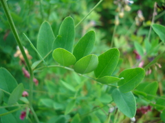 Lathyrus niger