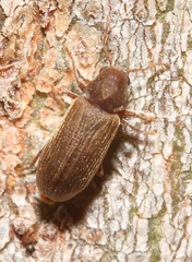 Anobium punctatum