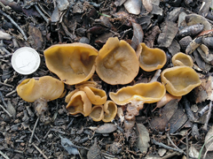 Sowerbyella radiculata