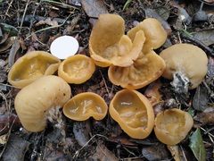 Sowerbyella radiculata