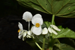Begonia bracteosa