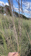 Muhlenbergia lindheimeri