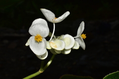 Begonia bracteosa