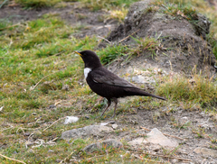Turdus torquatus