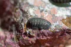 Ischnochiton maorianus