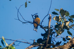 Trogon melanocephalus