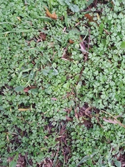 Hydrocotyle batrachium