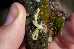 Spirobranchus cariniferus