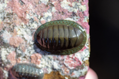 Chiton glaucus