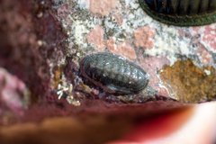 Ischnochiton maorianus