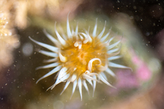 Anthothoe albocincta