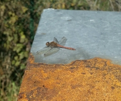 Sympetrum sanguineum