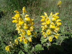 Phlomoides speciosa