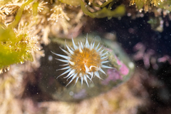 Anthothoe albocincta