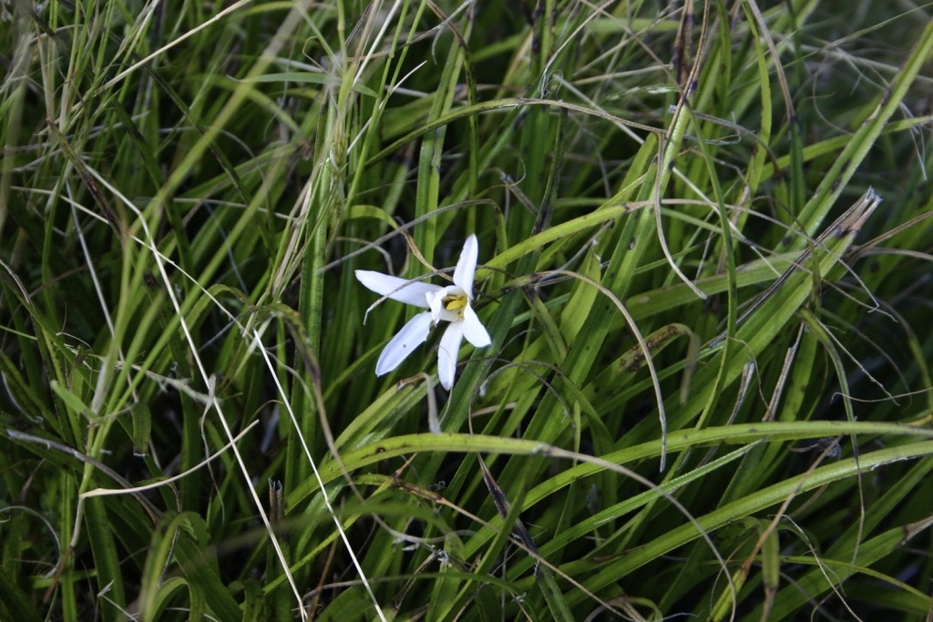Xerophyta hereroensis