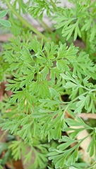 Fumaria