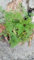 Fumaria