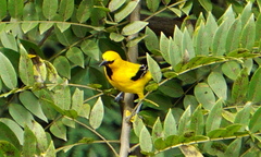 Icterus nigrogularis