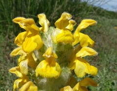 Phlomoides speciosa
