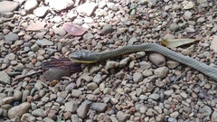 Phrynonax poecilonotus