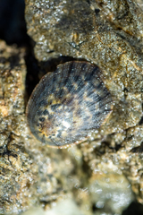 Cellana radians