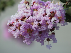 Lagerstroemia indica image