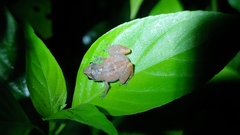 Diasporus diastema