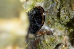 Xenostrobus neozelanicus