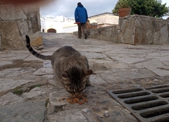 Felis catus