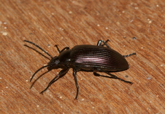 Praeugenini