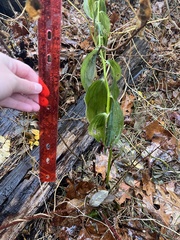 Polygonatum × hybridum
