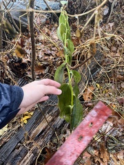 Polygonatum × hybridum