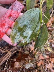 Polygonatum × hybridum
