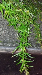 Artemisia verlotiorum