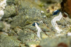 Spirobranchus cariniferus