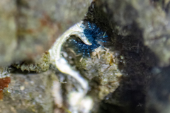 Spirobranchus cariniferus