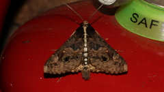 Sphingomorpha chlorea