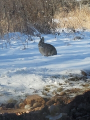 Sylvilagus floridanus