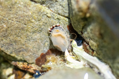 Siphonaria australis