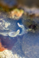 Spirobranchus cariniferus