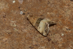 Pseudozarba opella