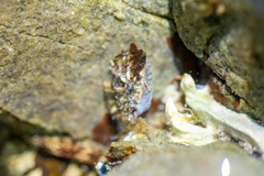 Siphonaria australis