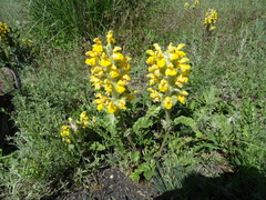 Phlomoides speciosa