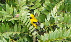 Icterus nigrogularis