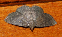 Calesia xanthognatha