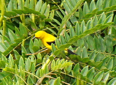 Icterus nigrogularis