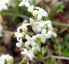 Galium saxatile